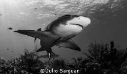 Lemond shark by Julio Sanjuan 